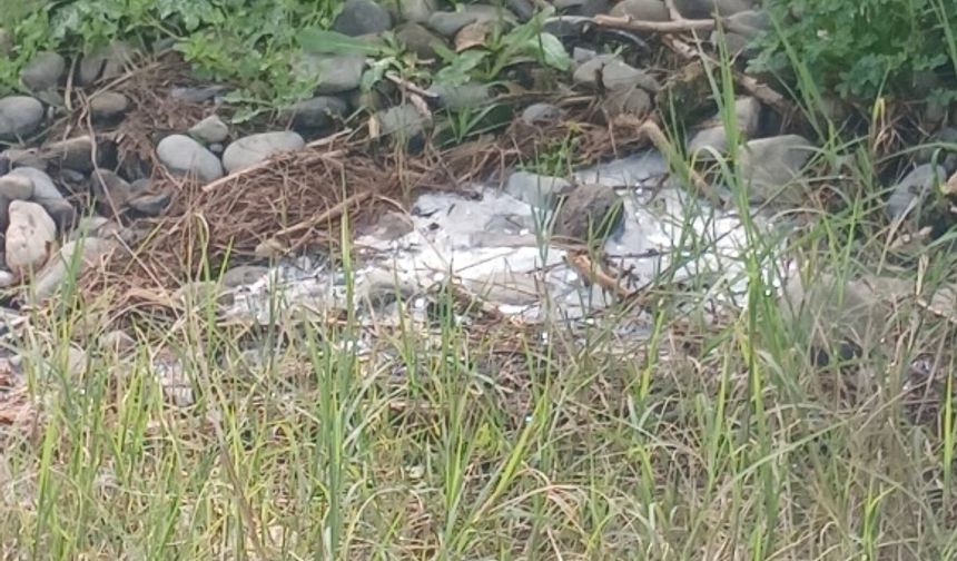 Lefke Çevre ve Ekoloji Derneği: “Gemikonağı Deresi’ni kaplayan foseptik kirliliği üç aydır olduğu gibi duruyor”