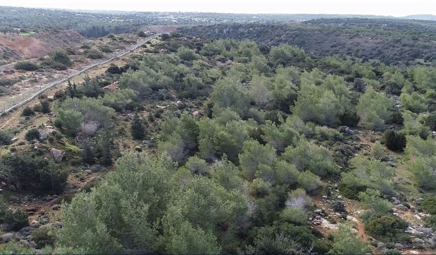 62 Kuruluştan Ortak Tepki: 3 Bin 500 Dönüm Orman Arazisinin Devrine Ret