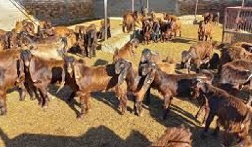 Devlet Üretme Çiftliği oğlak keçi ve teke satışı yapacak