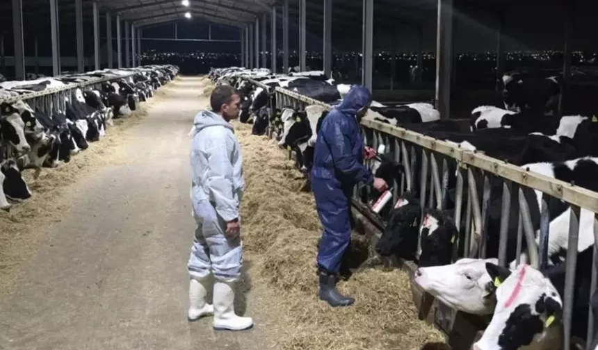 Güney Kıbrıs'ta  bir mandırada daha şap tespit edildi