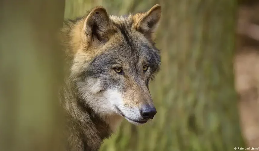 1998'den beri ilk kez: Almanya’da bir kurt bir kadını ısırdı