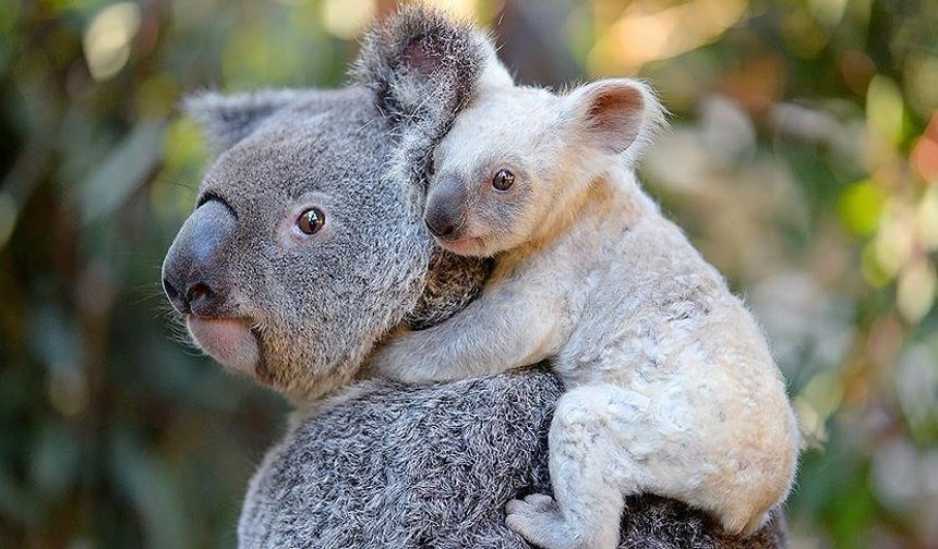 Melios hayvanat bahçesi mahkeme emriyle kapatıldı…