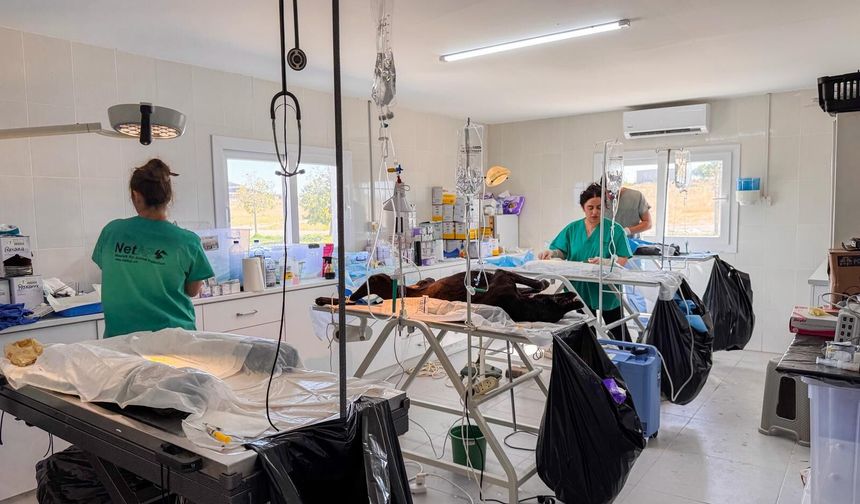 Gazimağusa’da 317 sokak hayvanı kısırlaştırıldı