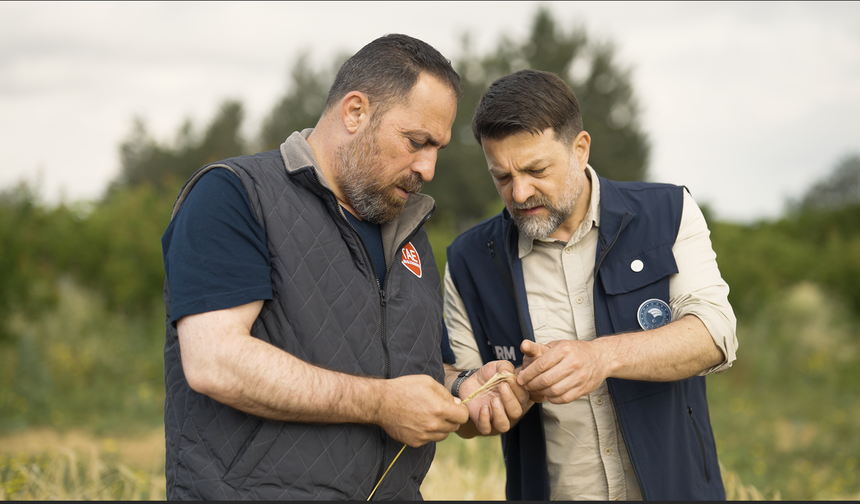 Arpa çeşit adaylarının hasadı yapıldı