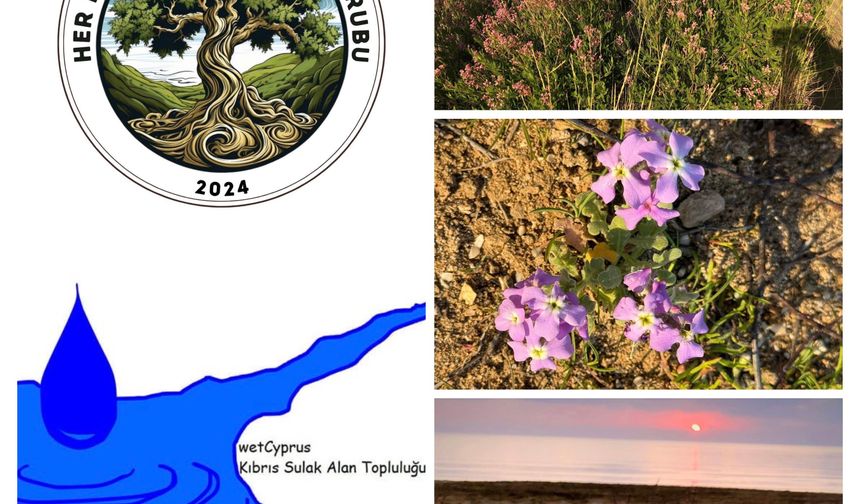 Yeniboğaziçi Salamis Sulak Alanı'nda temizlik yapılacak