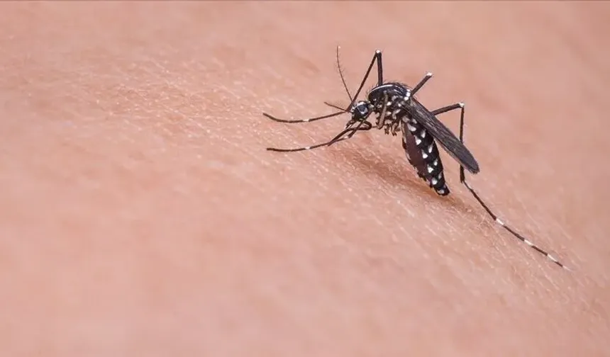 KKTC’de 3 kişide Batı Nil virüsü tespit edildi