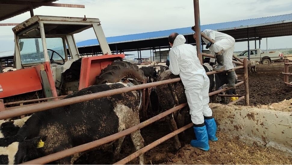 TDP: “Şap hastalığıyla mücadelede iki toplum arasındaki iş birliği hayati önem taşıyor”